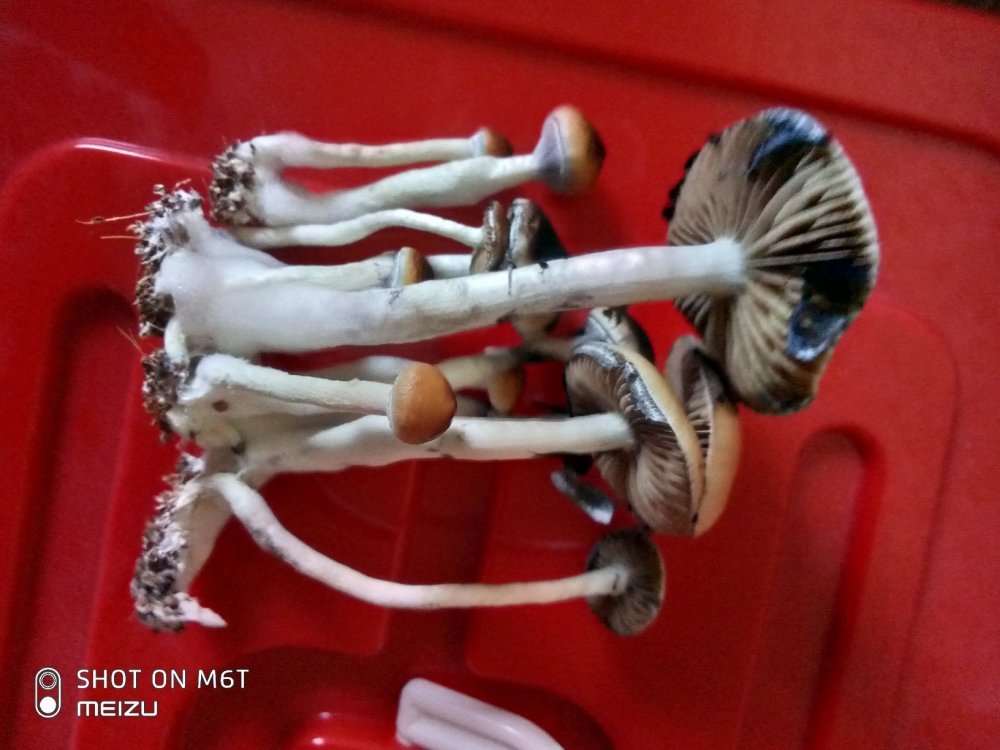 tmp-cam-1926417360.thumb.jpg.299ab9ba1acd1d5e5cc3c627a68bb4b7.jpg