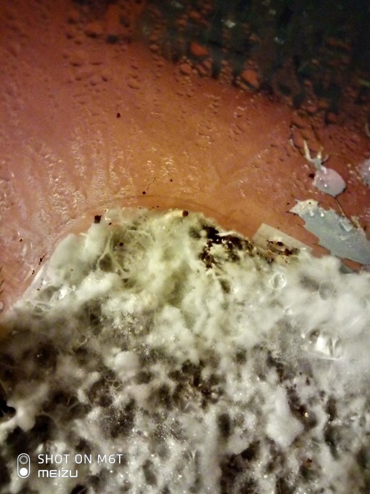 tmp-cam-500797628.thumb.jpg.57c90538769c90fedf99a73cb70587d6.jpg