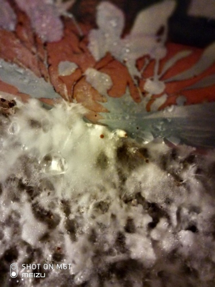 tmp-cam-87899825.thumb.jpg.f97bd11c424da36ca4d8eb220c4a5f45.jpg