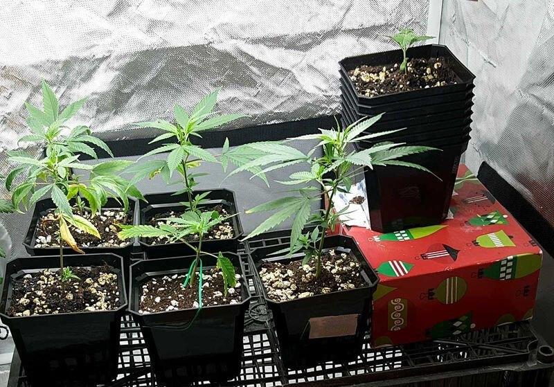 Как клонировать марихуану оборудование и выращивание конопли