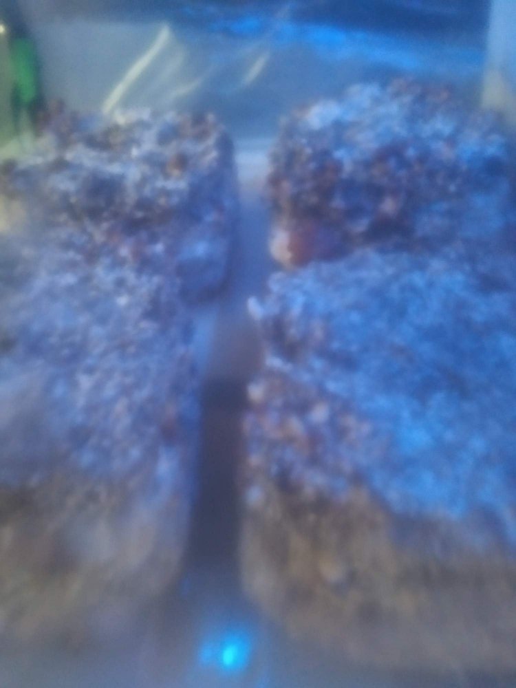 0_IMG_20190510_153400.thumb.jpg.96c07a1a1a355d3bc59d1b972d522a60.jpg