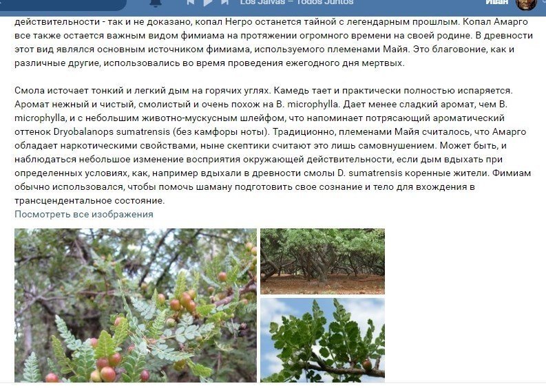1218245906_Burserabipinnata2.thumb.jpg.3e8615e27829976f5ab283f62f7c7c72.jpg