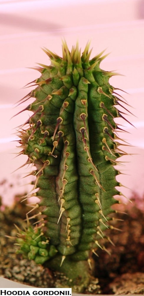 14.thumb.JPG.a8864851c370c31db0a8ee04f0f0e986.JPG