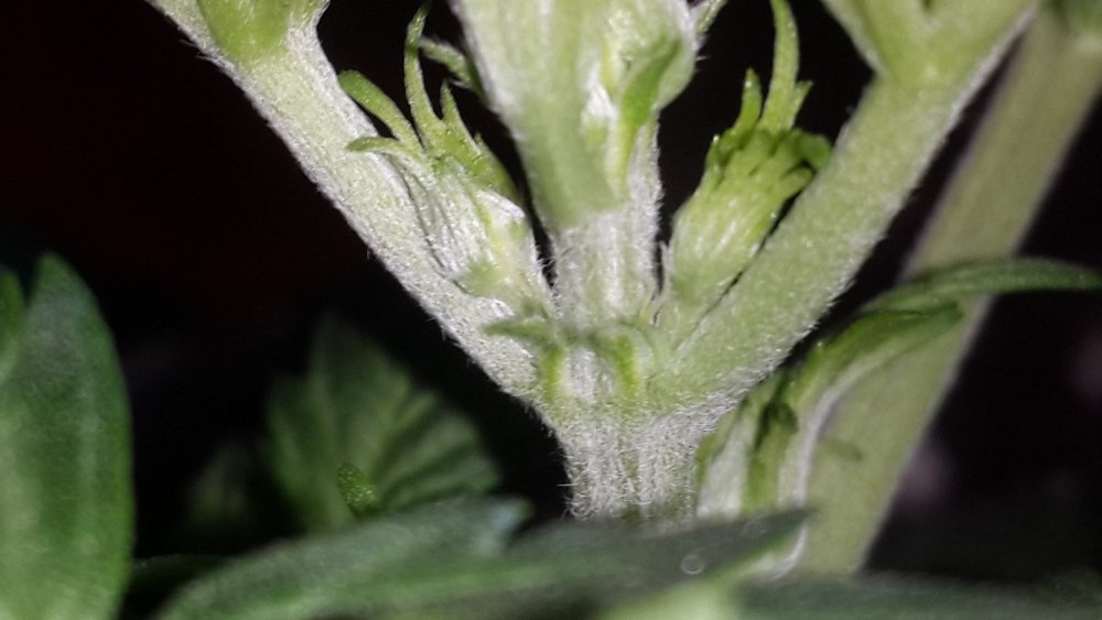 20190515_183327.thumb.jpg.10ce85aa0ce027938a7a143924c366b7.jpg