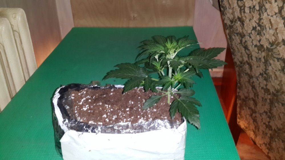 20190519_181944.thumb.jpg.ce4e8cbbefb91613dd3bd5750f9fc96a.jpg