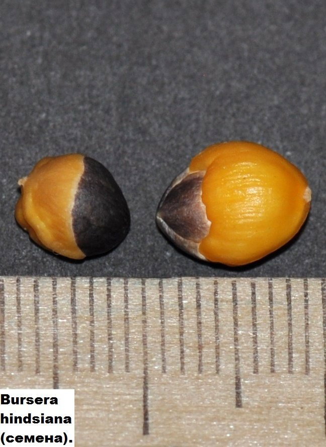 2067235254_Burserahindsiana.thumb.JPG.3e33960043411e84a53d70d4a2a5d2f5.JPG