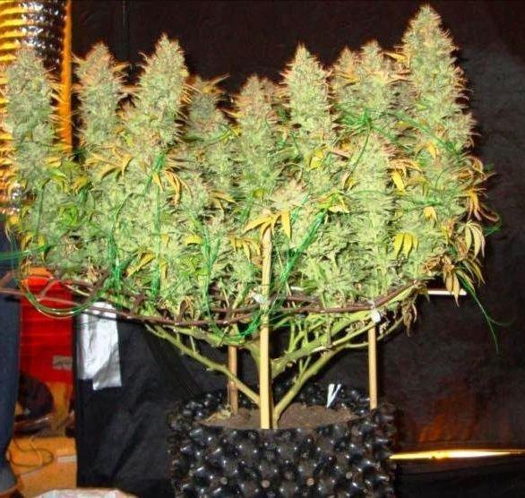 какой урожай с одного куста марихуаны