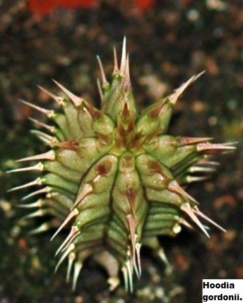 4.thumb.JPG.5aa25f02f937a888a1cfef470f33fd61.JPG