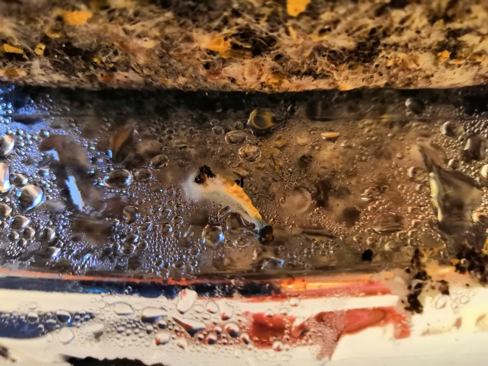 Goliath fdrt.jpg