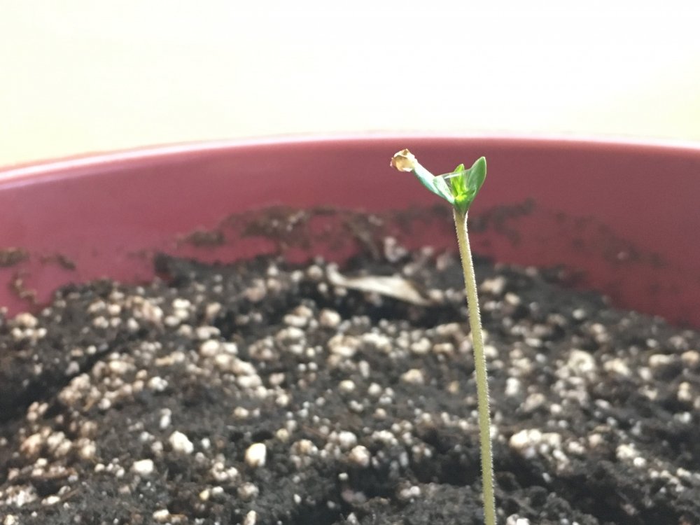 95C55EC0-4436-407F-911E-7F6650E0BC2C.jpeg