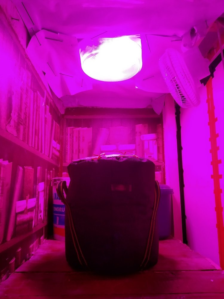 IMG-20190531-182121.thumb.jpg.0b0a890149c1fdc2dcc4429cdc4033f6.jpg