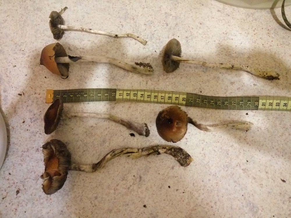 IMG_20190416_223816.resized.jpg