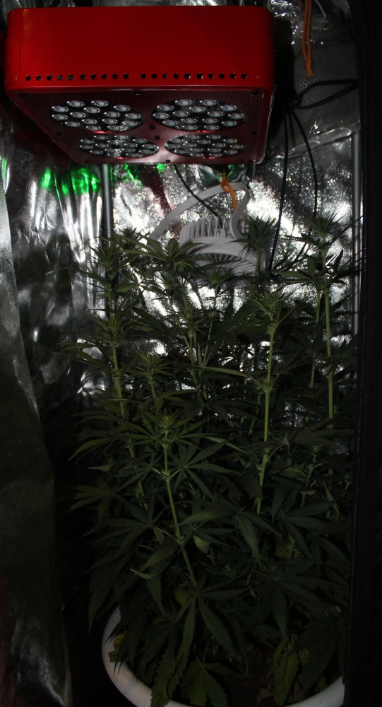 IMG_3210.thumb.JPG.71cdbd1c4badca69dd874fe5a7cac261.JPG