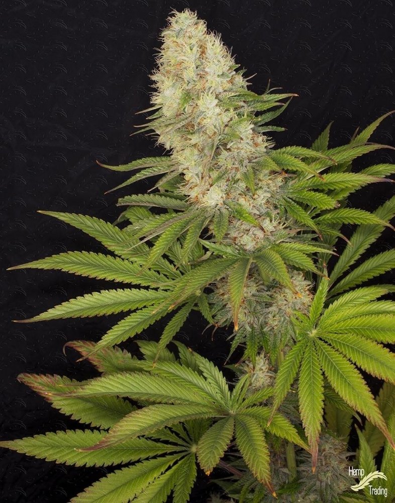 cbg-strain.jpg