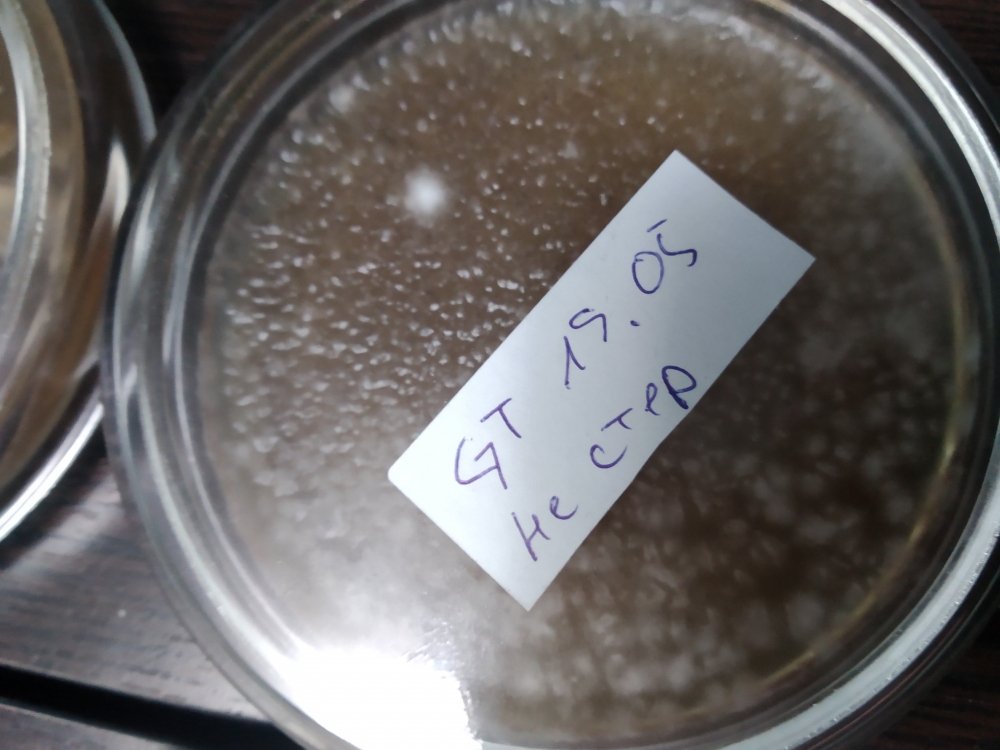 gt_sp_ag_11.thumb.jpg.3ffc71a33bee49e01c67c76d1b1c872a.jpg