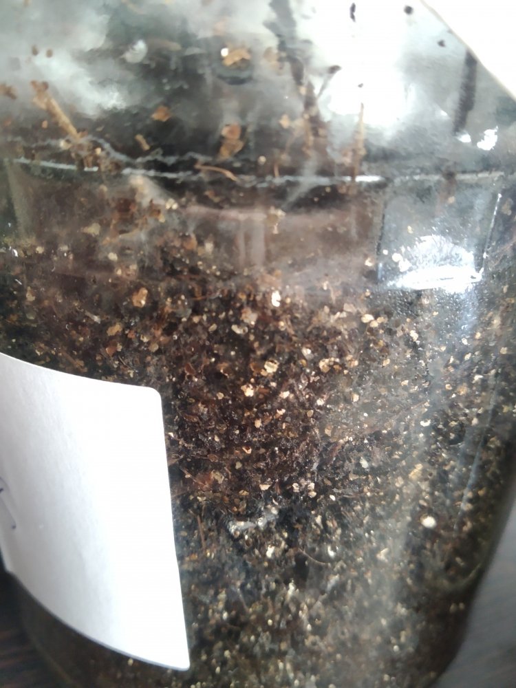 pan6.thumb.jpg.d28fbc23fbfb1e5f27c5a1b296d19bff.jpg
