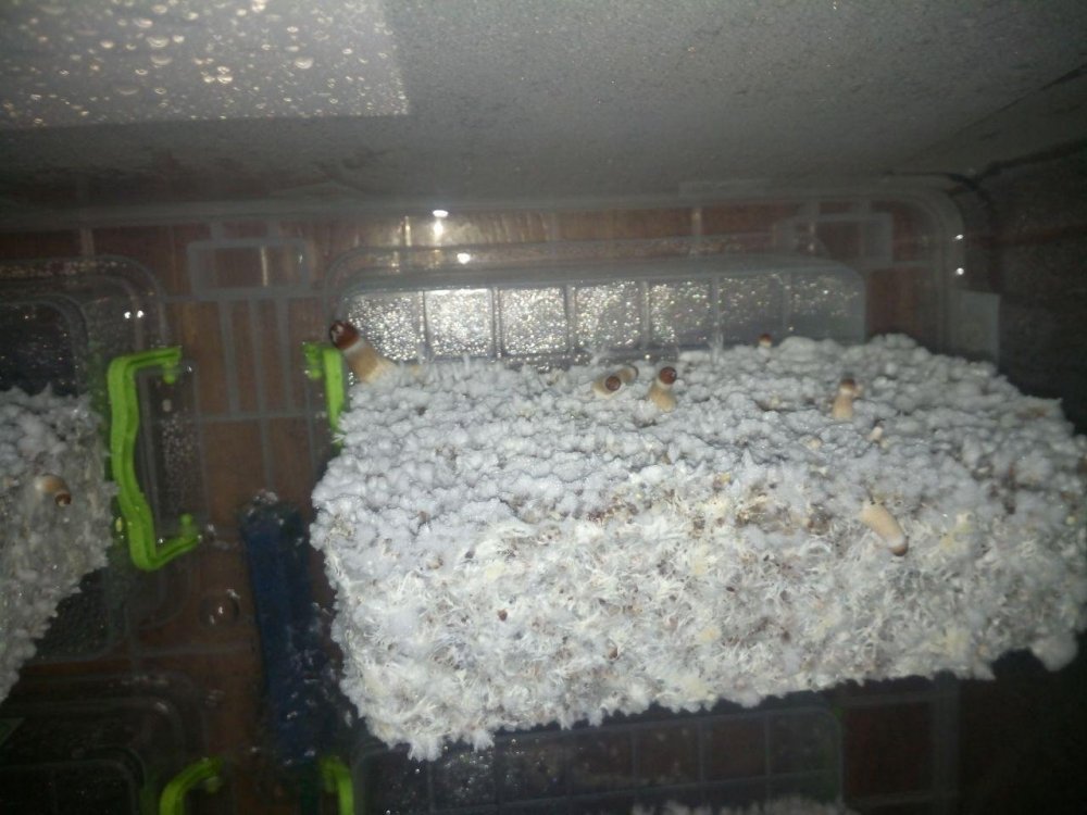 photo_2019-05-31_09-08-10.thumb.jpg.4a5371e94a02a17c87c9aeb49d0384b4.jpg