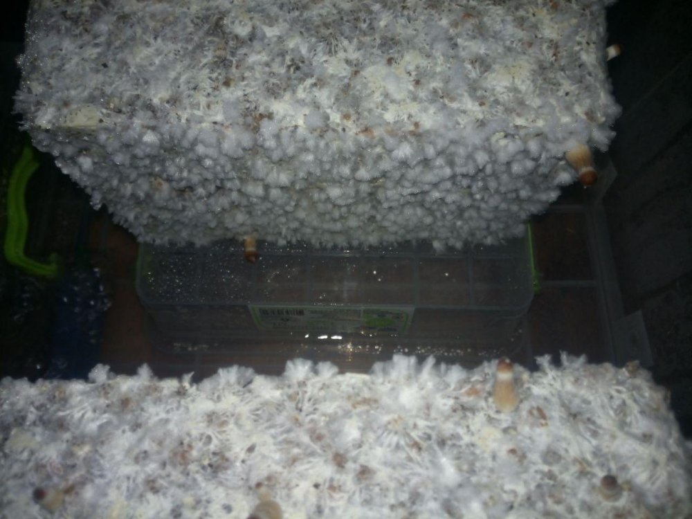 photo_2019-05-31_09-08-13.thumb.jpg.a085b09db764c853174523d3c06ccd41.jpg