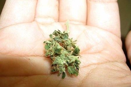 Рост шишек у марихуаны