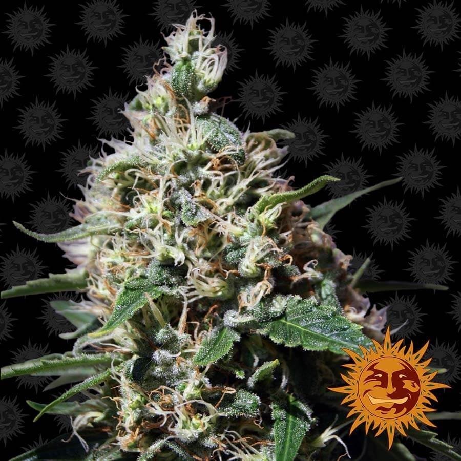 peppermint kush (1).jpg