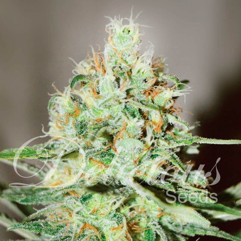 jagg kush (1).jpg