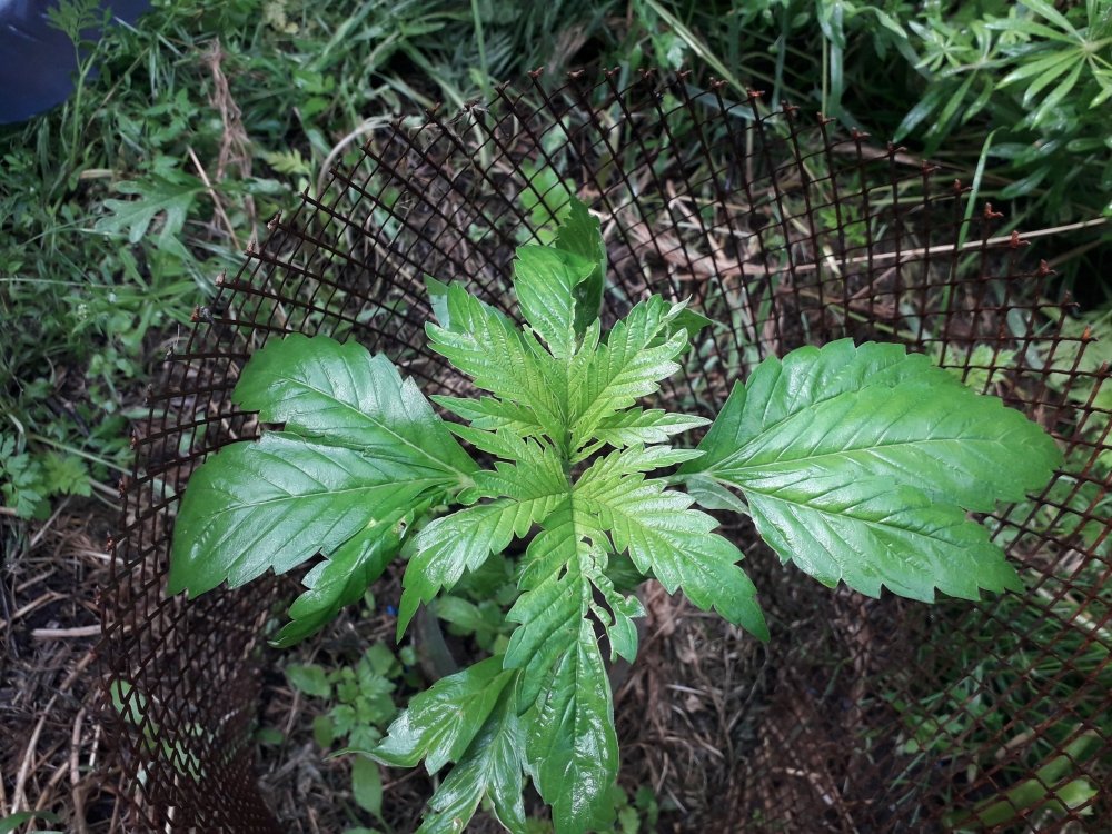 20190605_084442.jpg