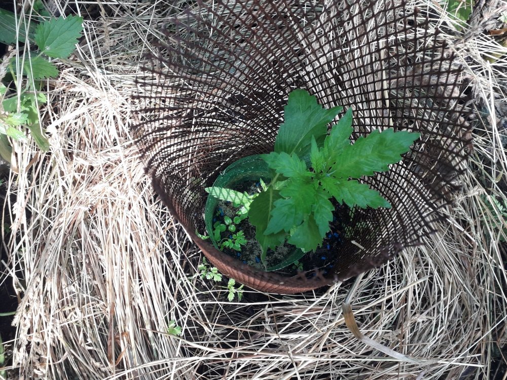 20190605_090007.jpg