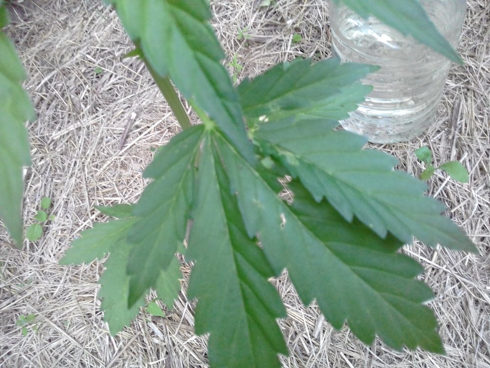 20190608_191639.thumb.jpg.fd477ce666772c1bb84037a09358a951.jpg