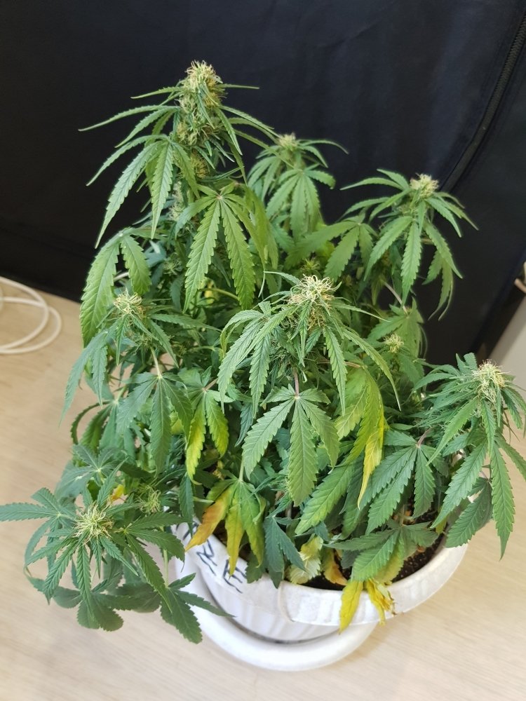 20190615_183434.thumb.jpg.f35f15257647a0ac782535ecd31ae1bd.jpg