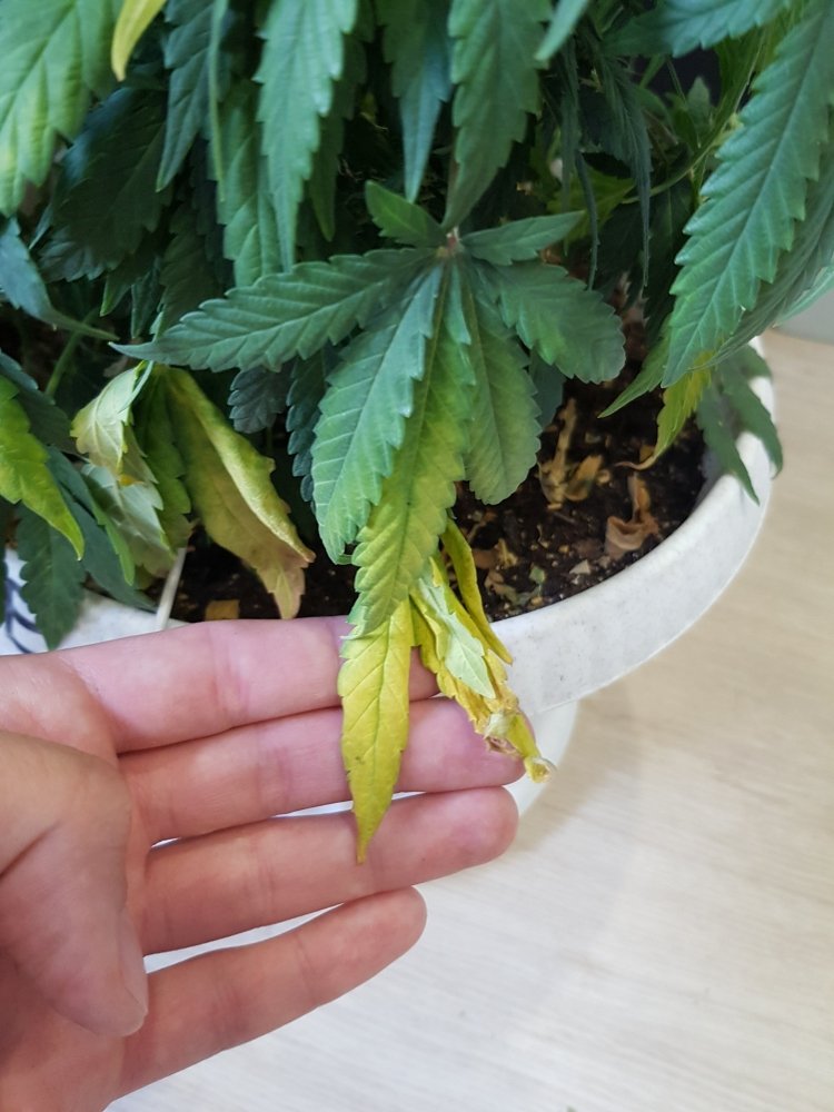 20190615_183451.thumb.jpg.a602db4ce7de1ac4c8dfedd52c69f64d.jpg