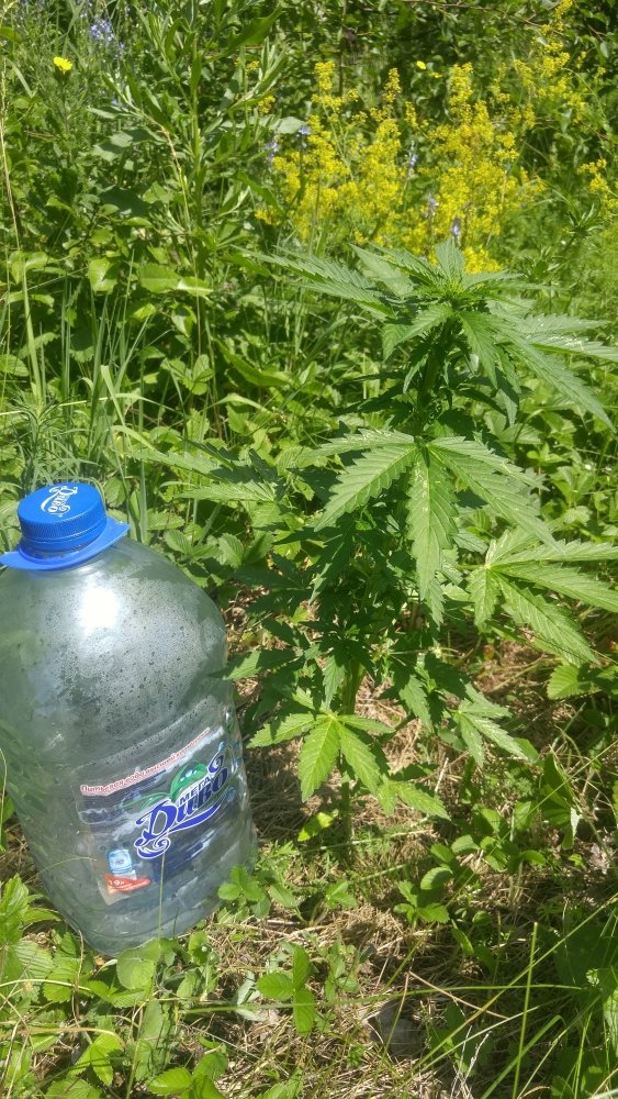 20190618_135159_HDR.thumb.jpg.56ed0960389bcce4877271d2f761060f.jpg