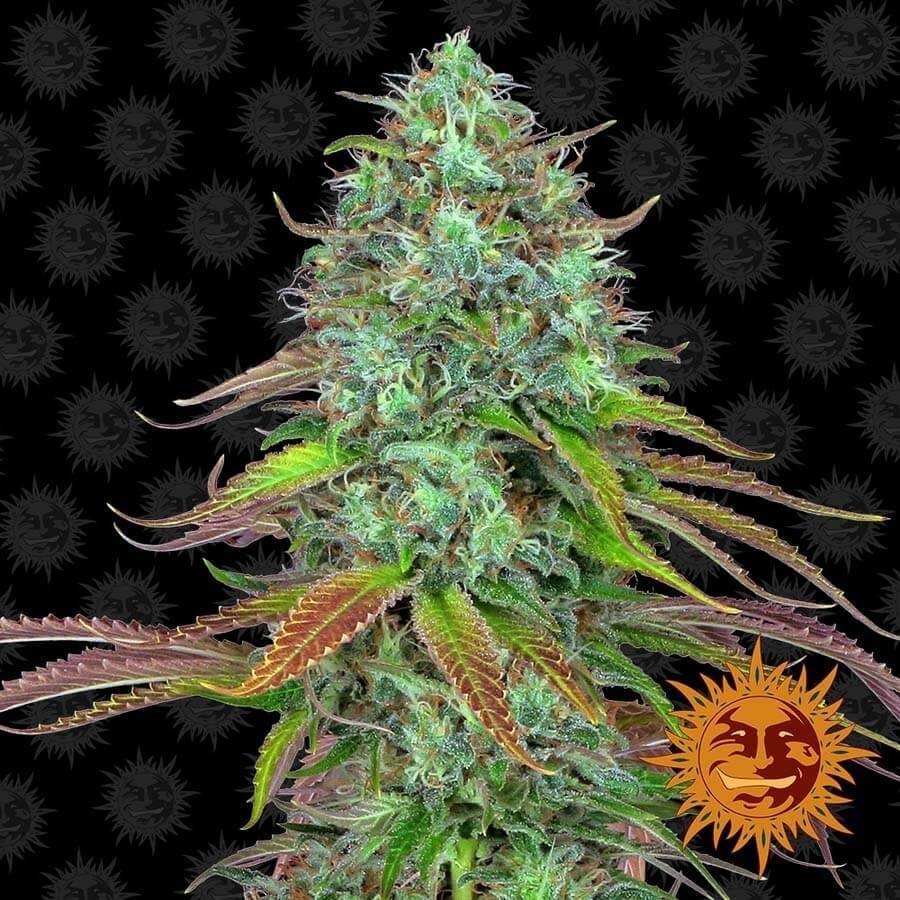 lsd auto (1).jpg