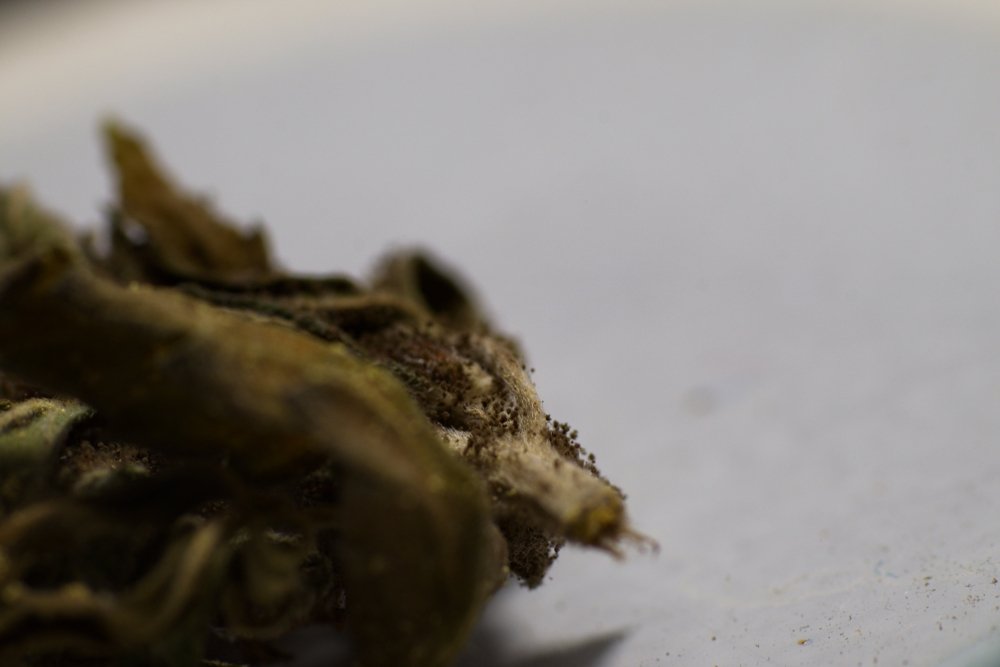 DSCF1044.jpg