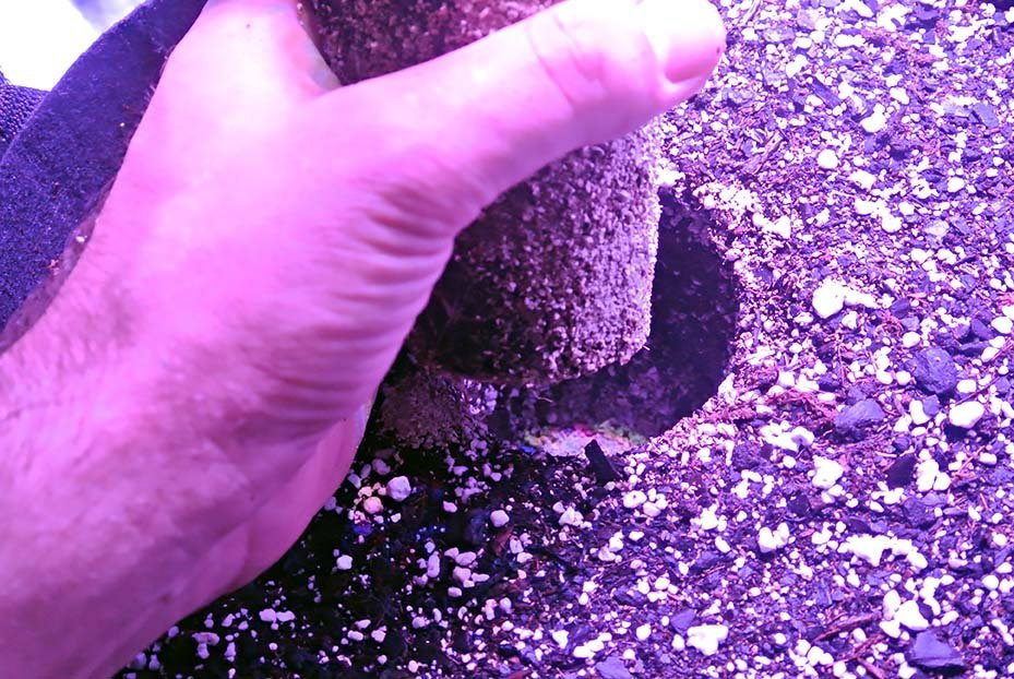 DSC_4741.thumb.JPG.25b6f4bd09537414c64d5cddeec57e59.JPG
