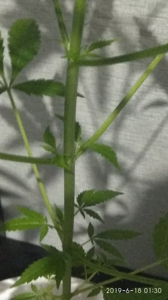 IMG_20190618_013012.jpg