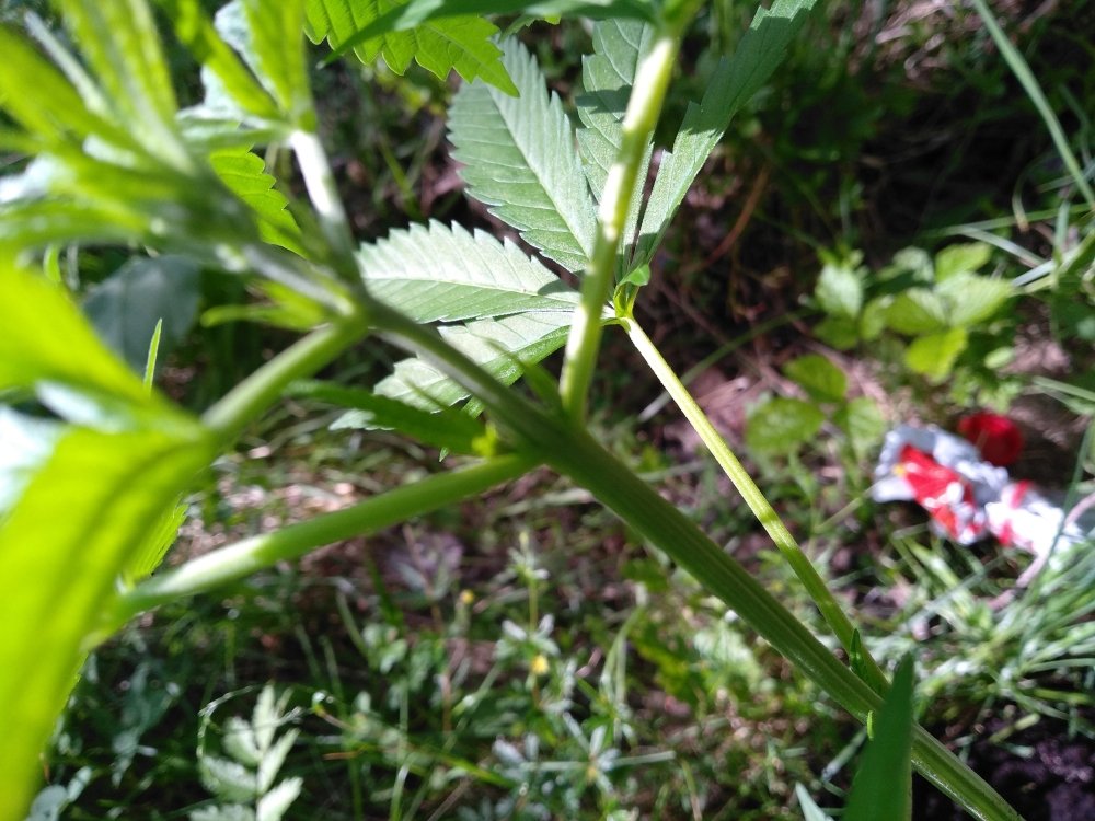 IMG_20190619_160616.jpg