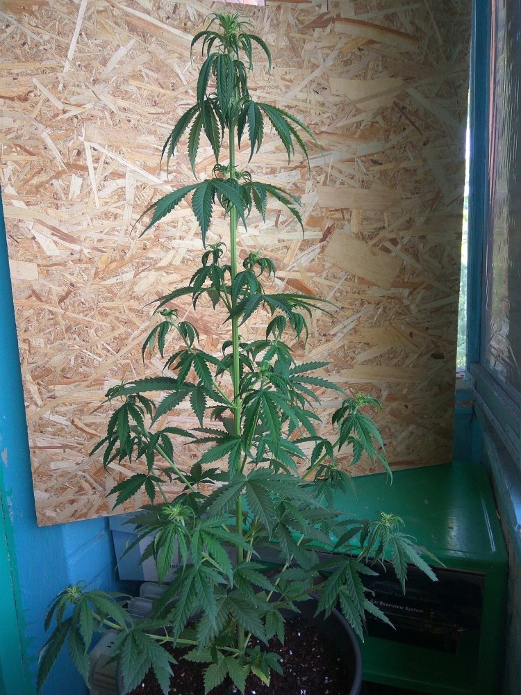 Auto White Widow