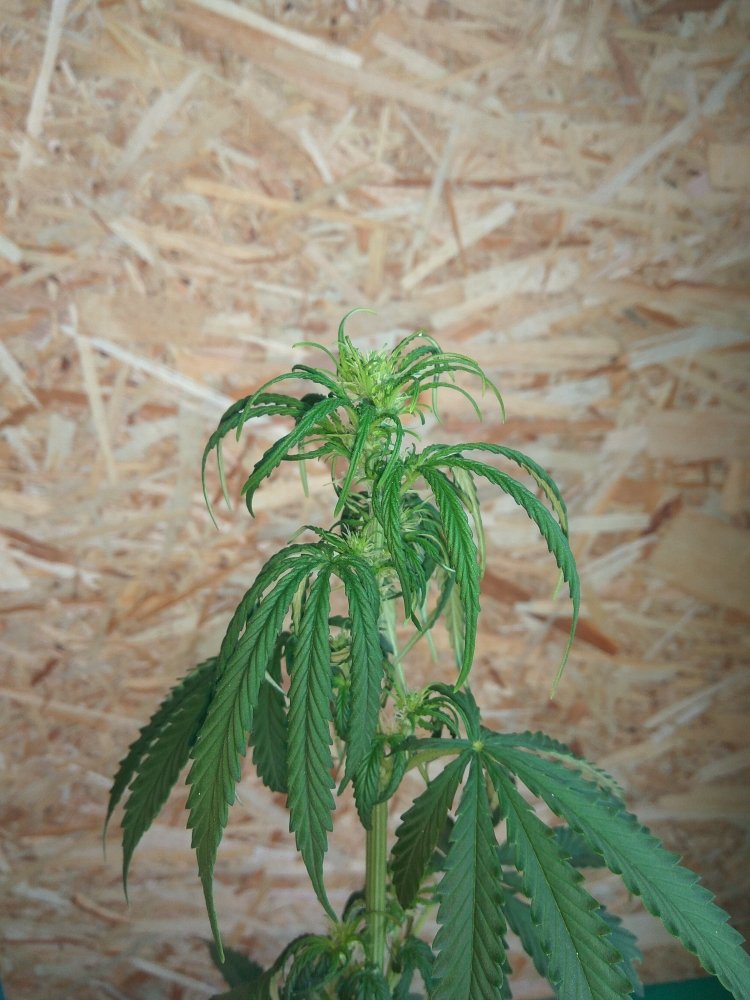 Auto White Widow
