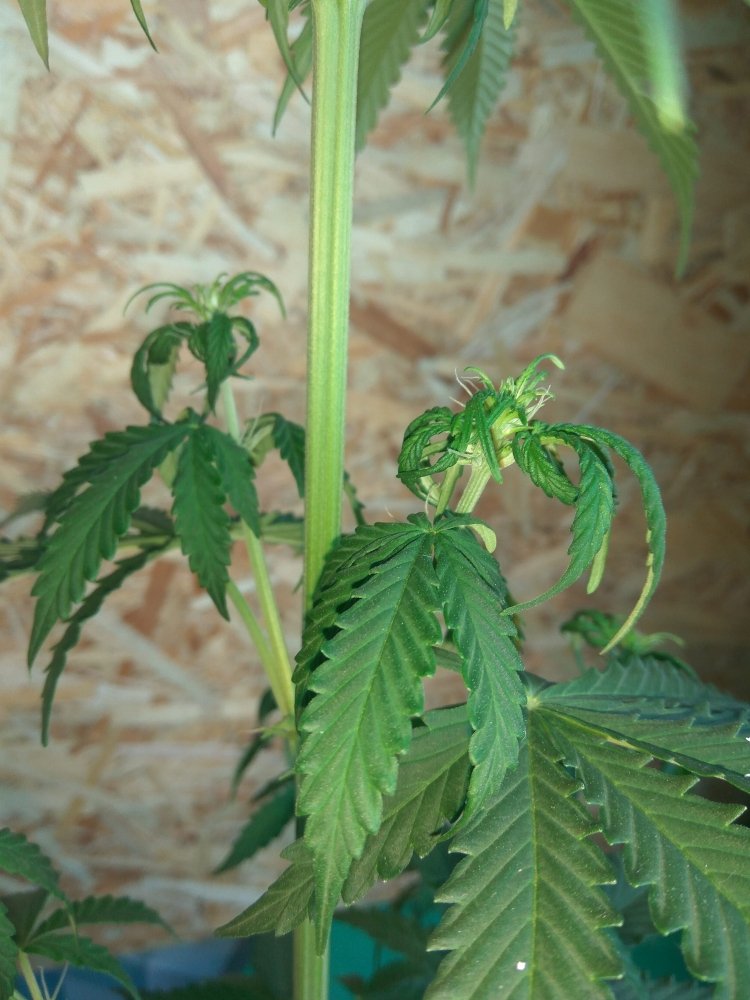 Auto White Widow