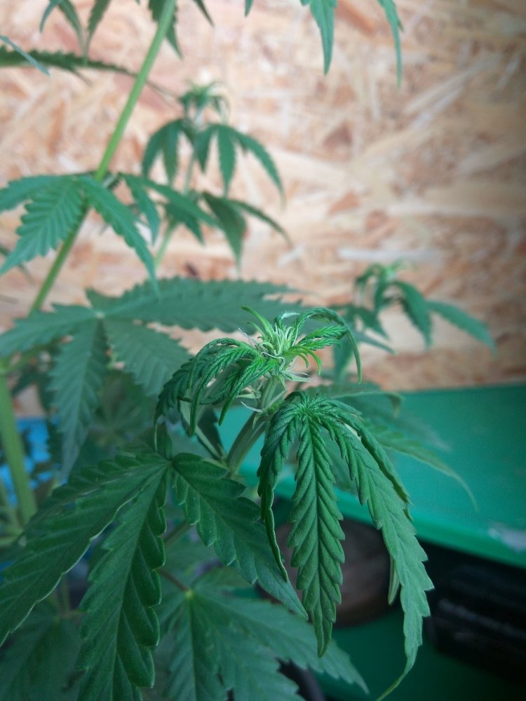 Auto White Widow