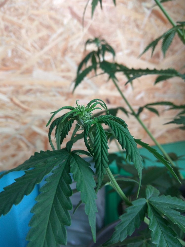 Auto White Widow
