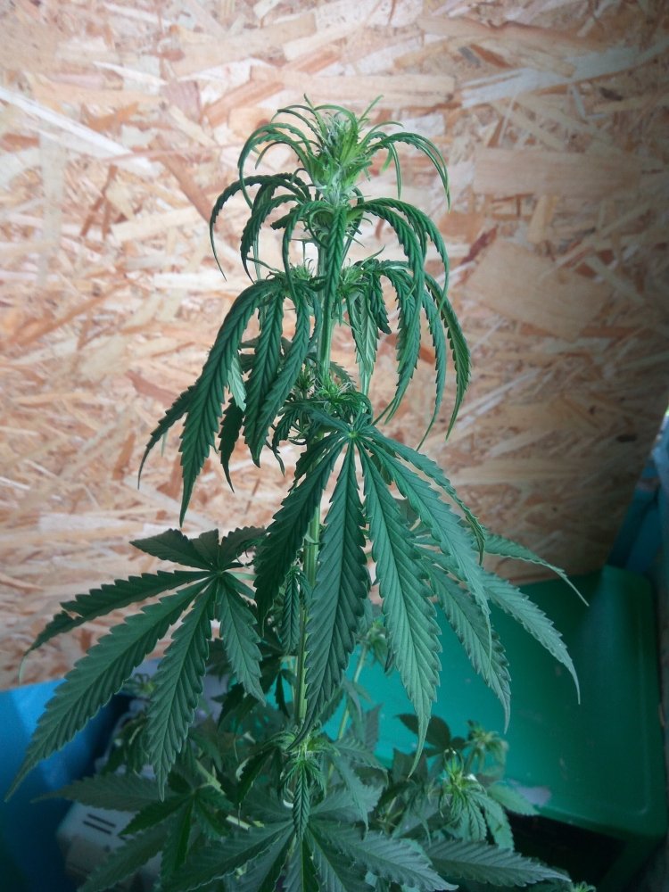 Auto White Widow