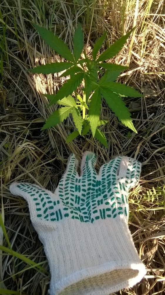 WP_20190619_19_57_12_Pro.thumb.jpg.829b64d042e7a2f2854cfd5dabd77417.jpg