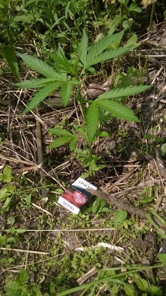 WP_20190625_13_55_21_Pro.thumb.jpg.57a2ca637fa255d0ac2bc7aea1b70b47.jpg