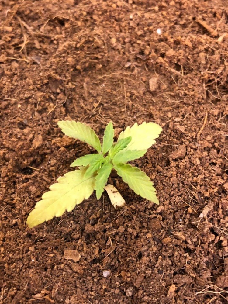 photo_2019-06-10_23-52-05.thumb.jpg.20b5575a0b22d7f4f506c20dcdcd9428.jpg