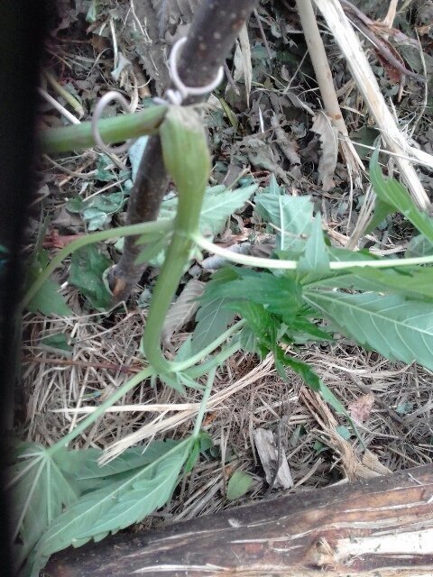 tmp-cam--479191265.thumb.jpg.0b70c76272dea5448e3fdf9f66c672c9.jpg