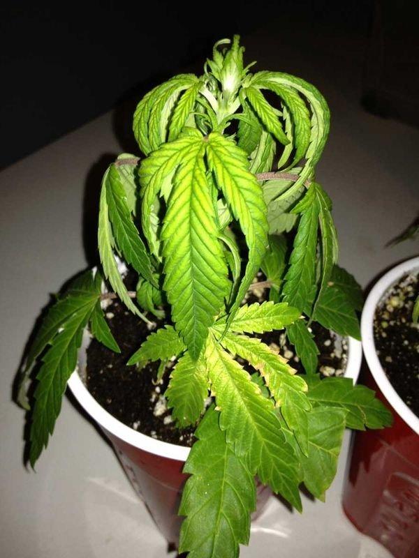 Признаки перелива марихуана как официально выращивать коноплю