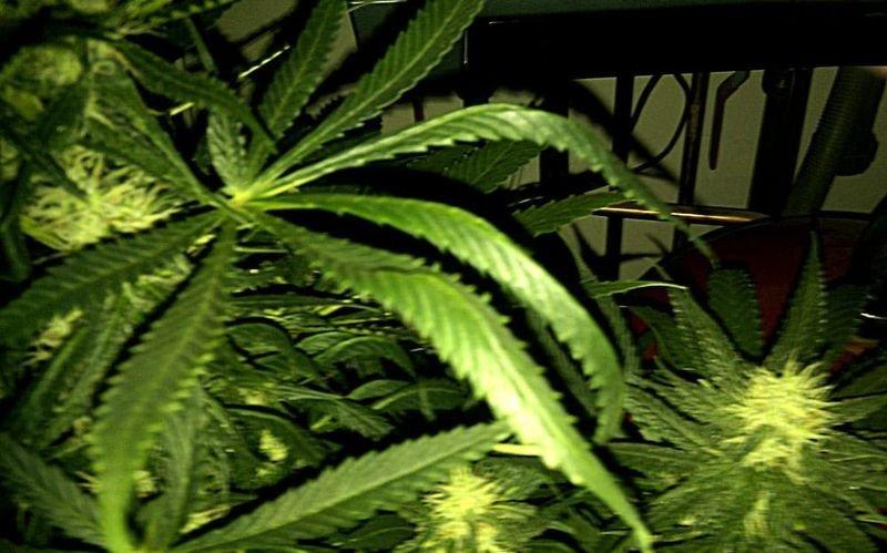 крутит листья марихуаны