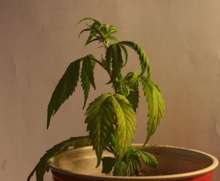 Недолив конопли выращивание марихуаны в домашних условиях в гроубоксе