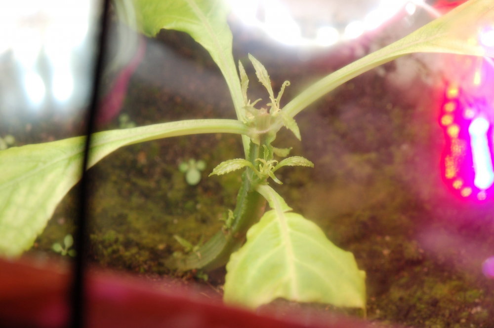 1140630490_7_07.2019179.thumb.JPG.0f6f5fcdf6135b320df9a14a7c58b25e.JPG